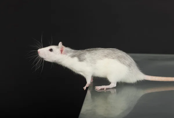Kíváncsi patkány — Stock Fotó