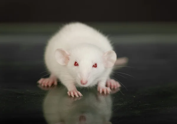 Retrato de um pequeno rato branco — Fotografia de Stock