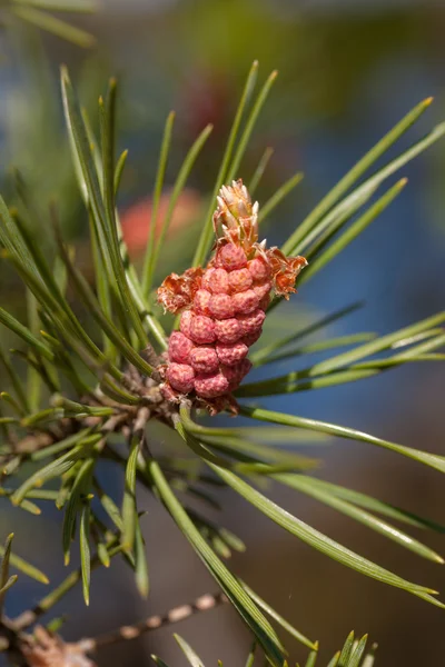 Pine branch — Stockfoto