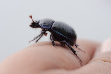 bir parmağına beetle