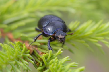 köknar dalı beetle