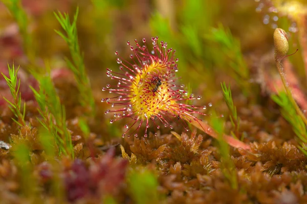 Sundew among moss — Stock Photo, Image
