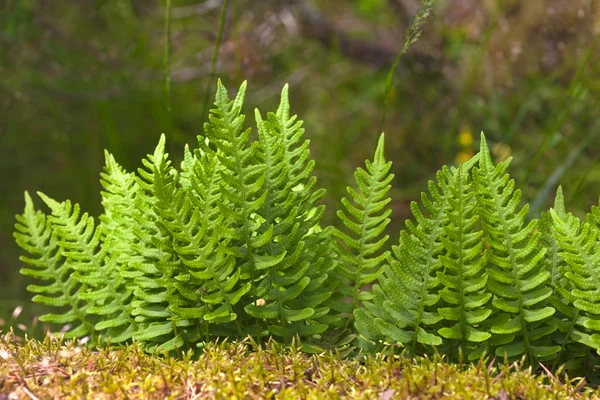 Bright fern — Stock Photo, Image