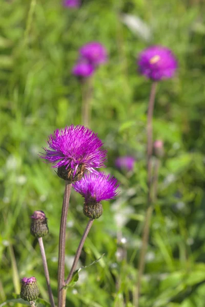 Thistle bloeien — Stockfoto