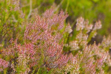 Blooming heather