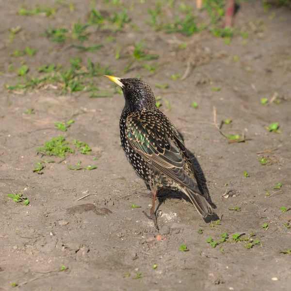 Portrait starling — Stock Photo, Image