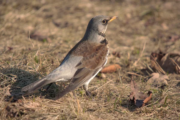 Schneevögel aus nächster Nähe — Stockfoto