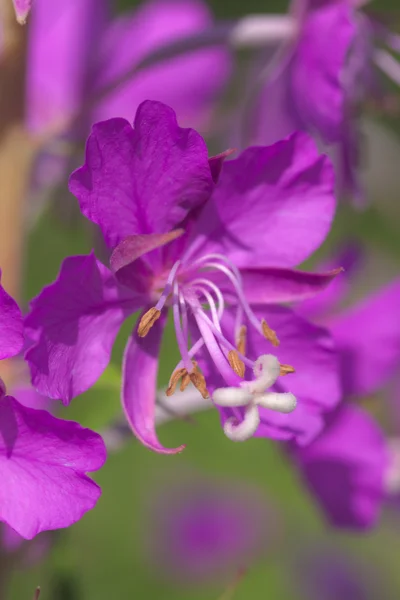 Fireweed close up — Stock Photo, Image