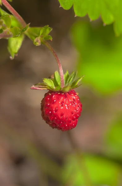 Die Erdbeeren — Stockfoto