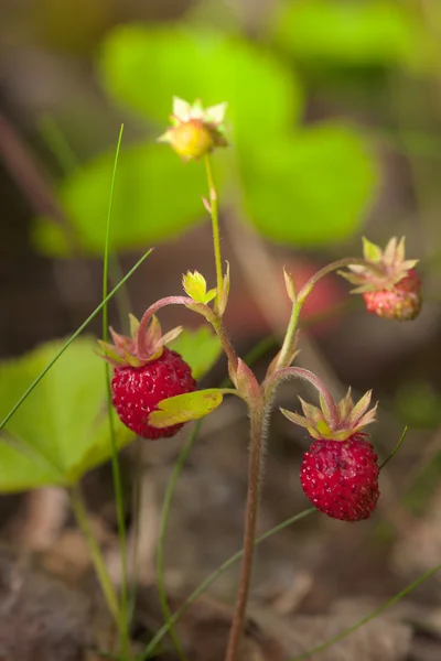 Strawberry bush — Zdjęcie stockowe