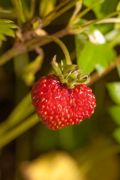 딸기가 까이 서 — 스톡 사진
