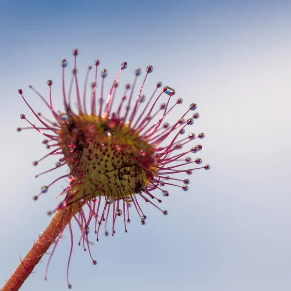 Sundew on a background of blue sky — Stock Photo, Image