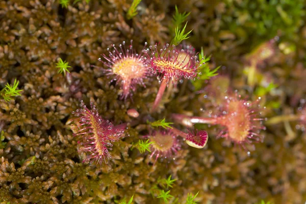 Arbusto rocío del sol — Foto de Stock