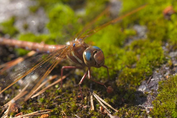 Colorful dragonfly — Stock Photo, Image