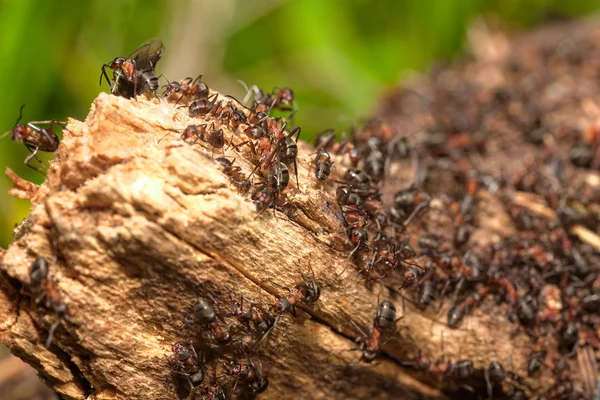 Antill pada batang pohon — Stok Foto