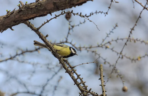 Titmouse egy vörösfenyő-ág — Stock Fotó