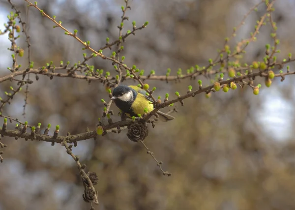 Tit in spring — Stock Photo, Image