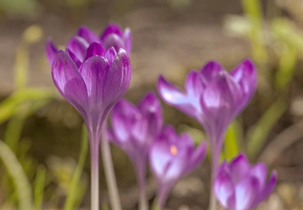 紫のクロッカスをクローズ アップ — ストック写真