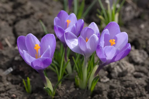 Purpurkrokusse — Stockfoto