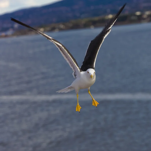 Portrait d'une mouette — Photo