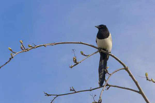 Primavara magpie — Fotografie, imagine de stoc