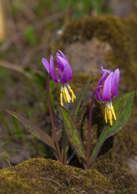 Erythronium sibíricum