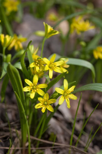 Wiosna żółty — Zdjęcie stockowe
