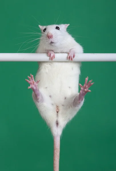 Sport rat — Stockfoto