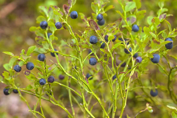 Bush av mogna blåbär — Stockfoto