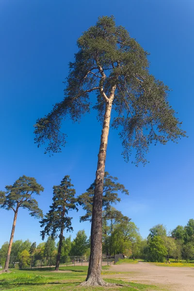 Tall pine trees — Stock Photo, Image