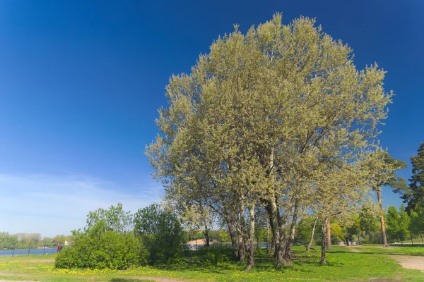 Groene tijd — Stockfoto