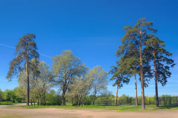 Voorjaar groen park — Stockfoto