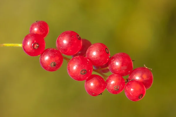 Röda vinbär — Stockfoto