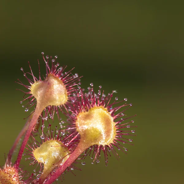 Strauß Sonnenblumen — Stockfoto