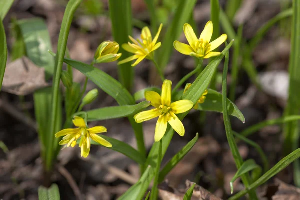 Yellow spring flowers closeup — Stock Photo, Image