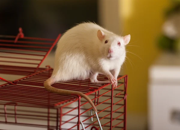 Rat domestique sur une cage — Photo