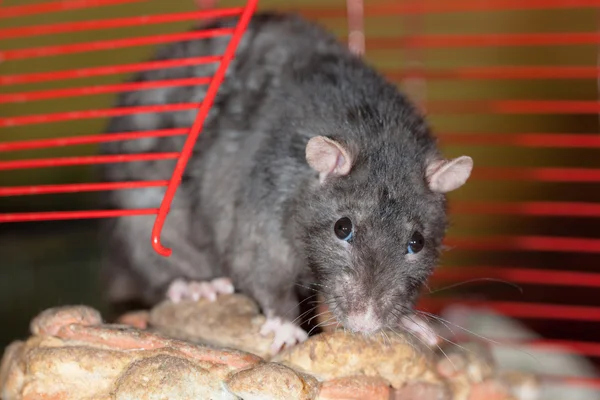 Rato doméstico preto — Fotografia de Stock