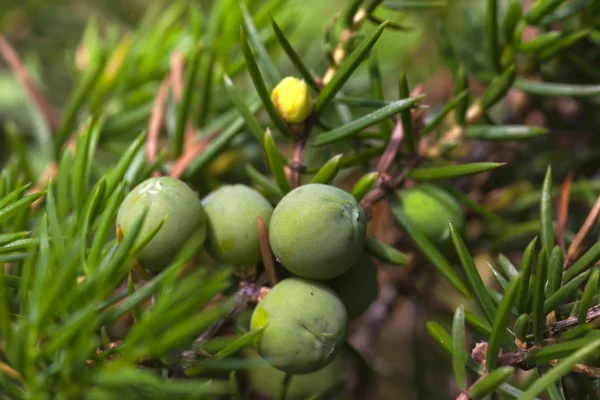 Bayas de enebro — Foto de Stock