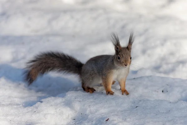 Veverka na sněhu雪の上のリスします。 — ストック写真