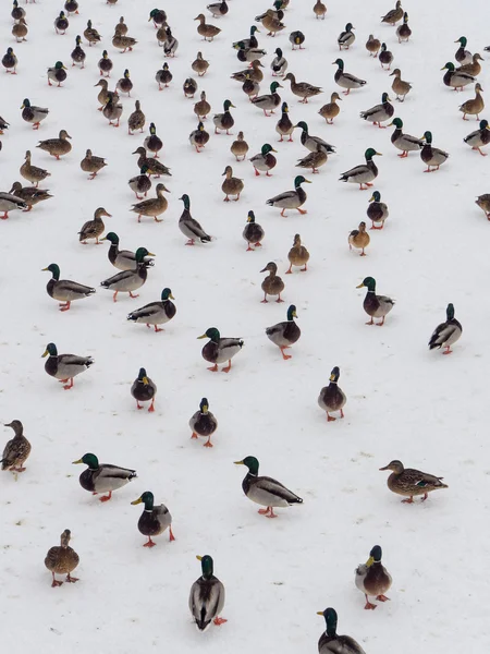 Grand troupeau de canards — Photo