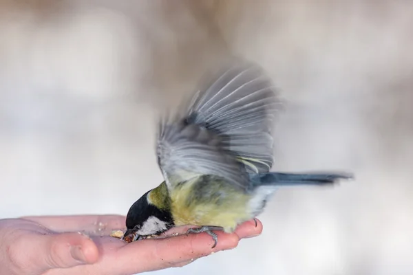 Tit mananca nuci — Fotografie, imagine de stoc