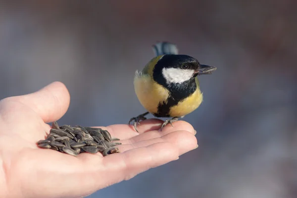 Tit on the palm — Stock Photo, Image
