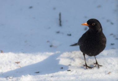 bir karatavuk portresi
