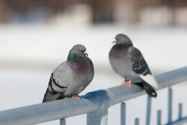 Två duvor på räcket — Stockfoto