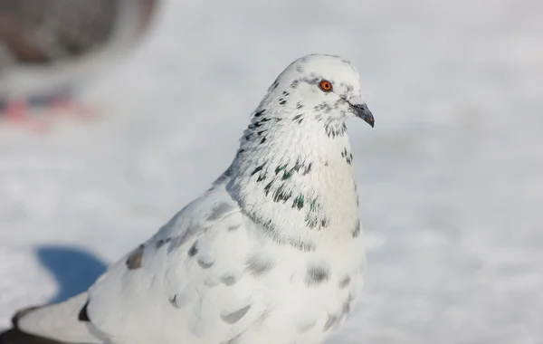 Porträtt av en vit duva — Stockfoto