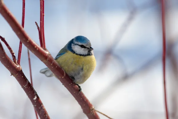 Blue tit in winter — Stock Photo, Image