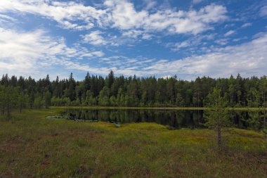 Orman Gölü bataklık ile