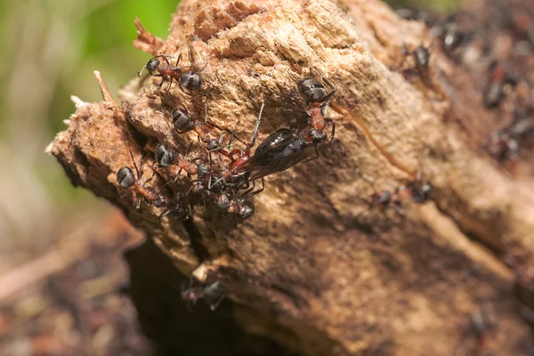 Ameisenhügel aus nächster Nähe — Stockfoto