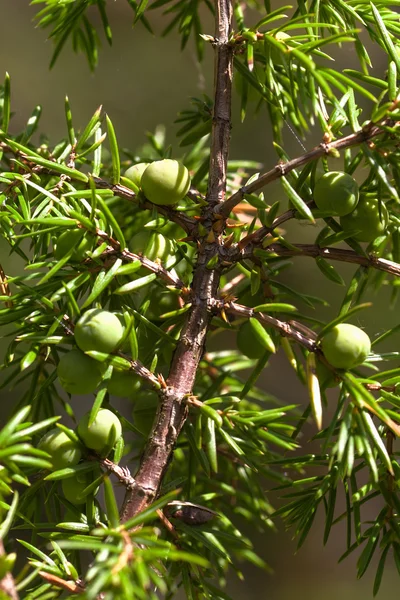 Grüne Beeren — Stockfoto