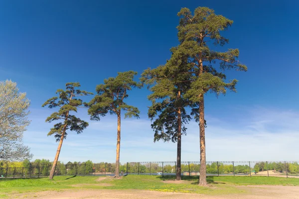 Pine trees in the park — Stock Photo, Image